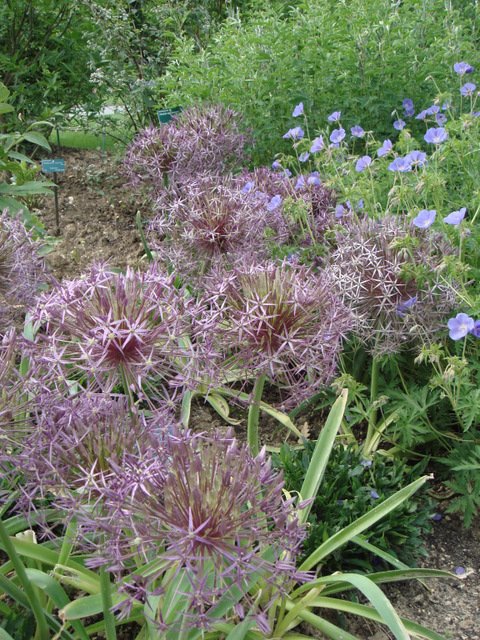 Allium christophii
